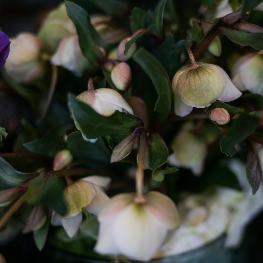 フラワーギフトブーケ・花束の写真